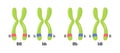 Vector illustration of heterologous and homologous chromosomes